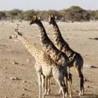Three giraffes standing together